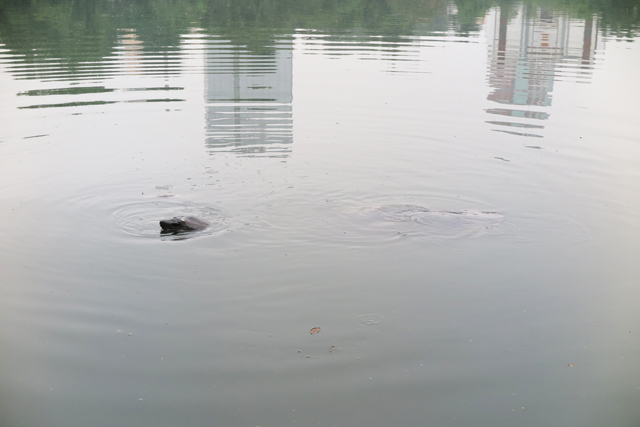 La tortuga del lago Hoan Kiem en Hanoi
