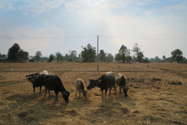 Búfalos de agua en los campos de arroz de Don Det. Si Phan Don, Laos.