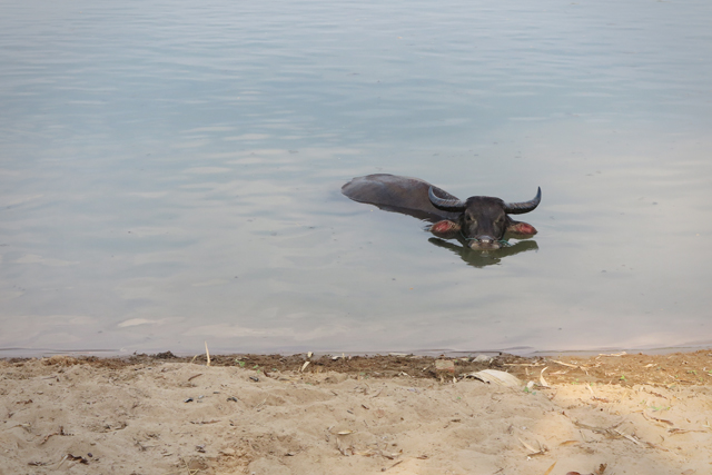 Búfalo de agua bañándose en el río Mekong cerca de la isla Don Det. Si Phan Don, Laos.