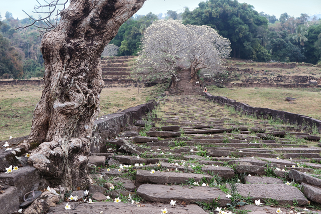 Escalinata de Wat Phu. Champasak, Laos