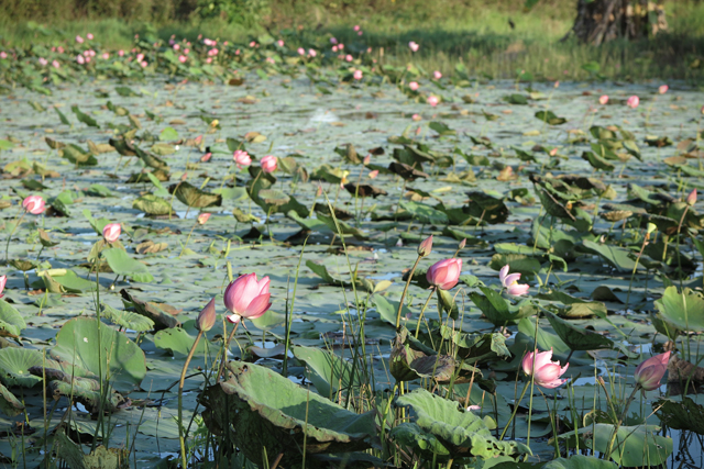 Lotusteich in Laos