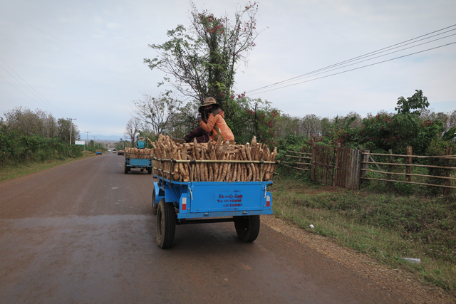 Kleinlaster mit Wurzeln, Laos.